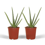 Aloe vera - 2x - Succulent