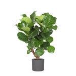 Ficus Lyrata (vertakt) - 110 cm - Ø24 cm in Era pot  | Ficus - Kamerplanten