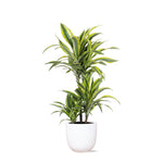 Dracaena Lemon Lime - 65cm - Ø21cm - in Boule pot | Dracaena - Kamerplanten