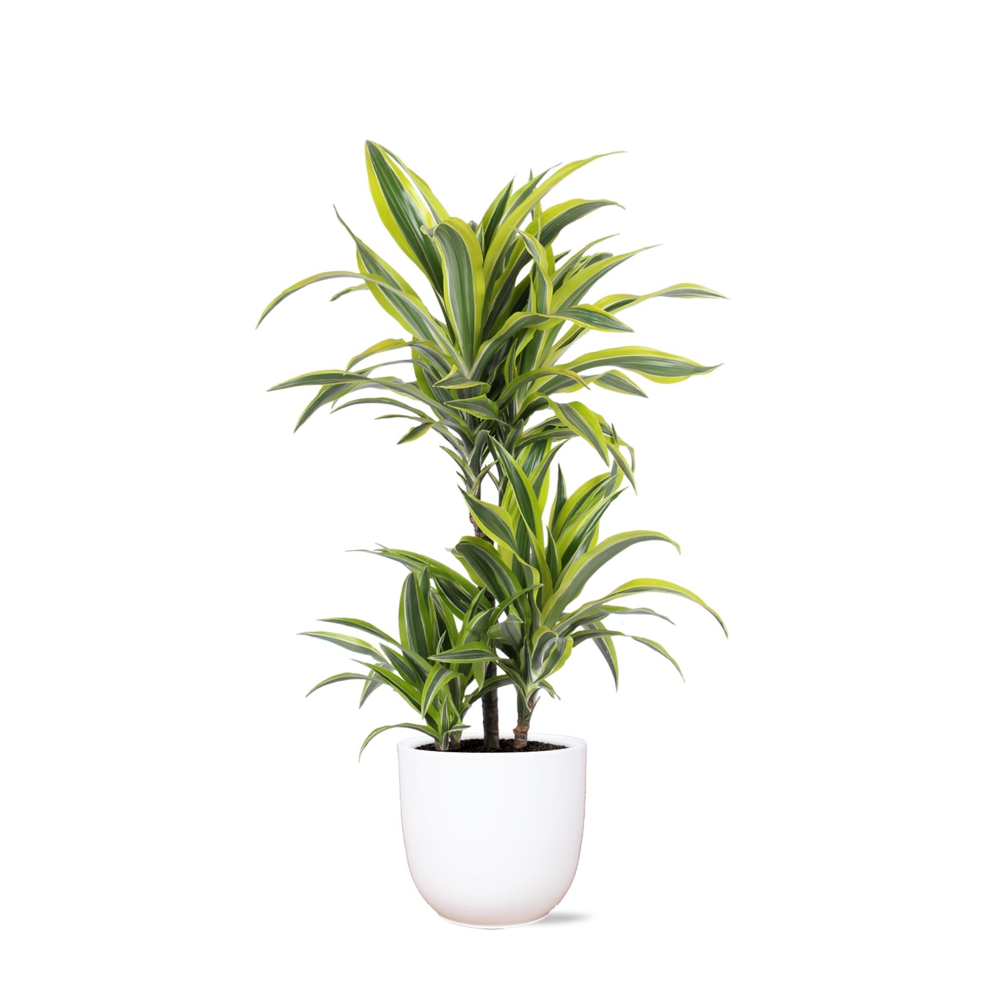 Dracaena Lemon Lime - 65cm - Ø21cm - in Boule pot | Dracaena - Kamerplanten