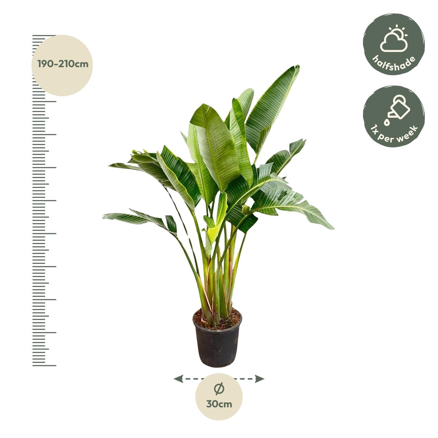 Strelitzia Augusta multi stam - 200 cm - ø30 cm | Grote kamerplant