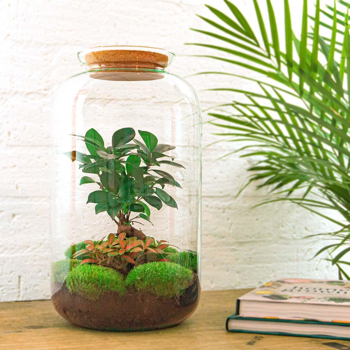 DIY Terrarium - Sven Bonsai - 43 cm | Zelfvoorzienend Groen Kunstwerk