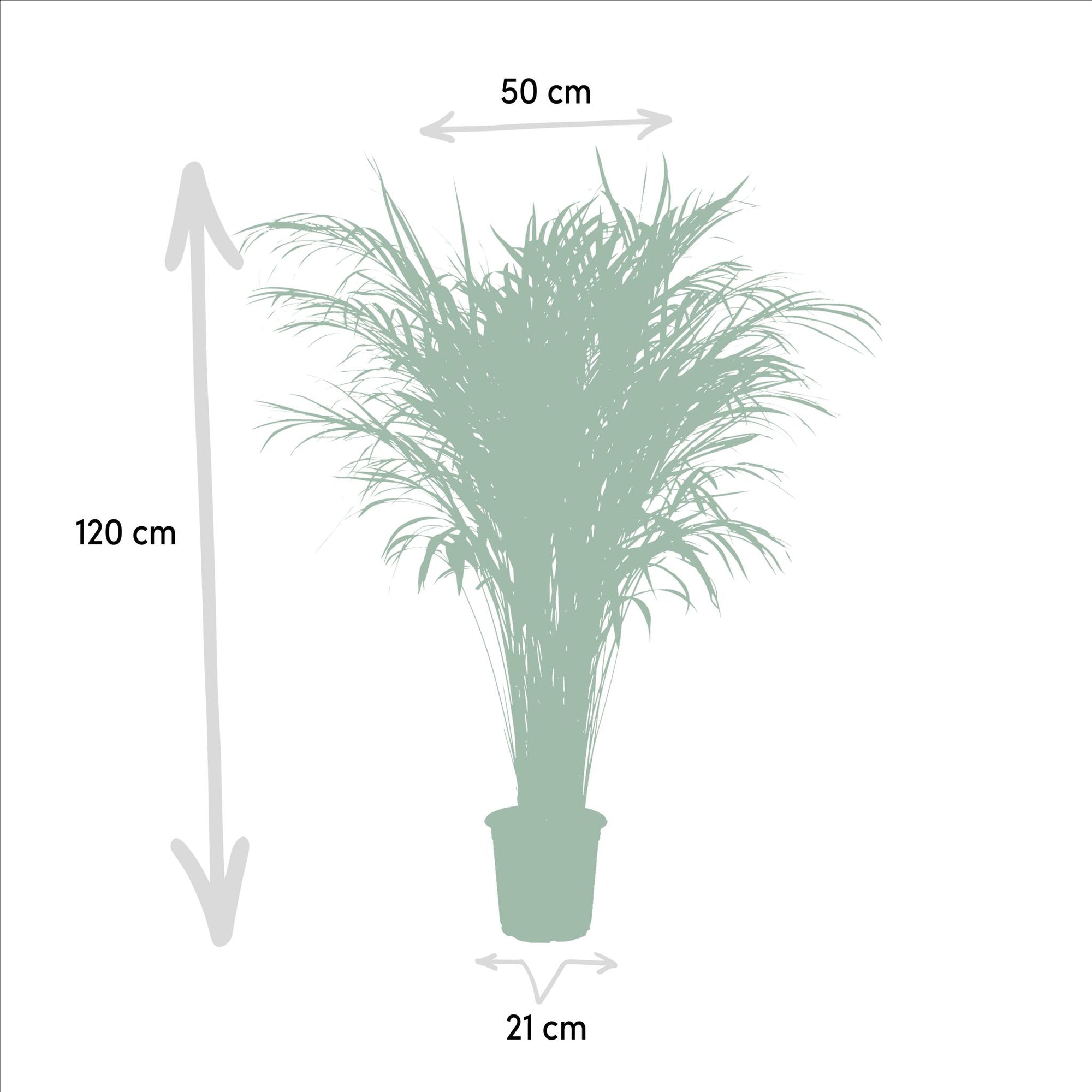 Areca palm - 110 cm - Ø21 cm | Dypsis Lutescens