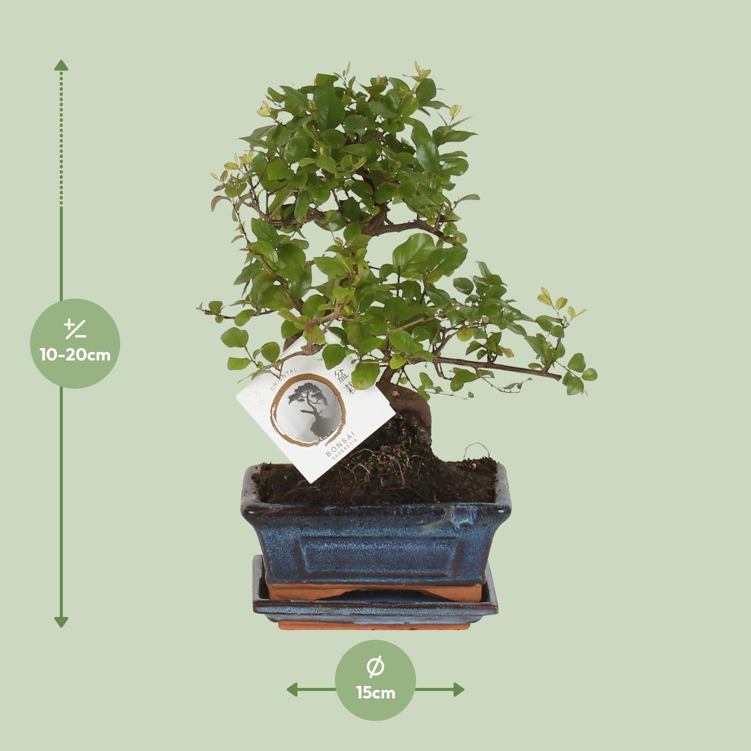 Bonsai S-vorm - 15 cm - Ø15cm | Bonsai kopen