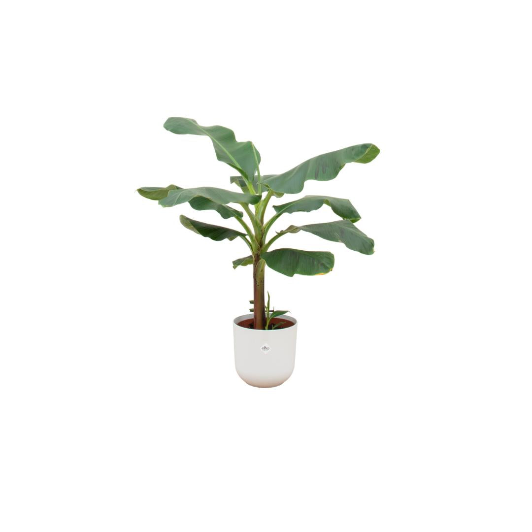 Combi deal - Bananenplant - 120 cm - Ø23 cm - in Elho Jazz Round pot | Musa