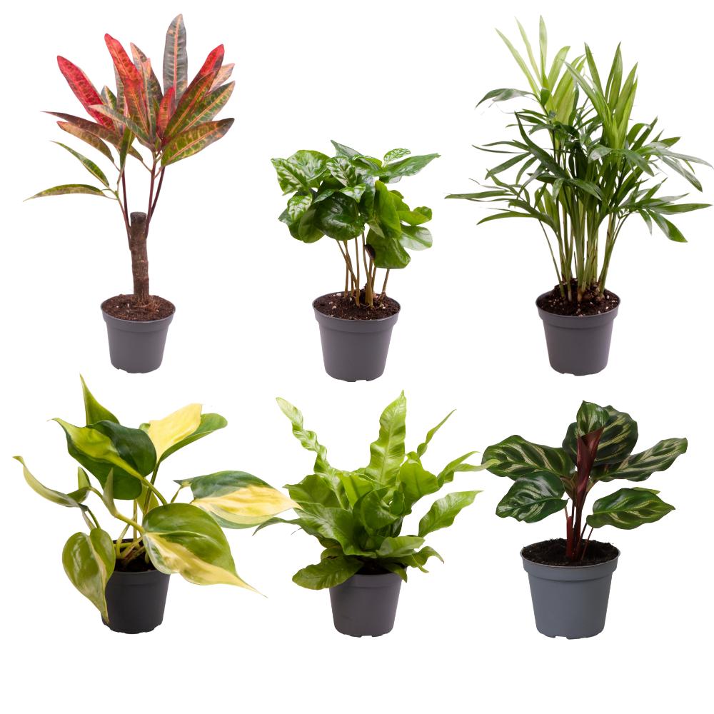 Baby Plantjes Verrassingsbox 6 x - 12 cm - Ø6 cm | Mini plantjes