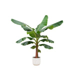 Combi deal - Bananenplant - 150 cm - Ø30 cm in Elho Vibes Fold Round | Musa