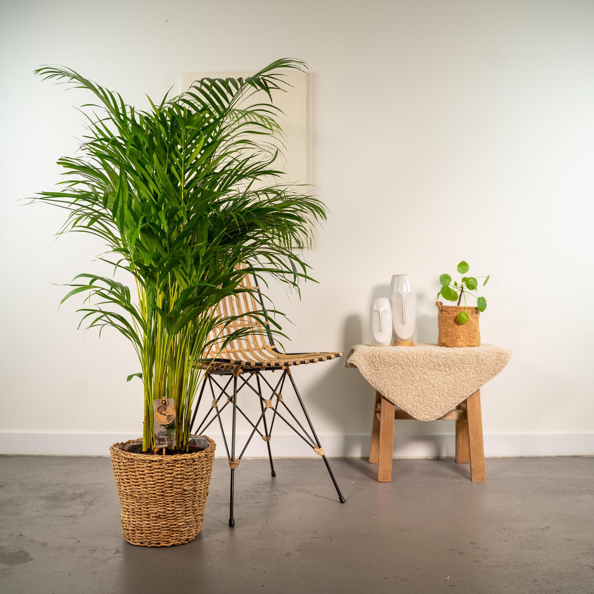 Areca palm inclusief mand - 130cm - Ø24cm | Grote kamerplant