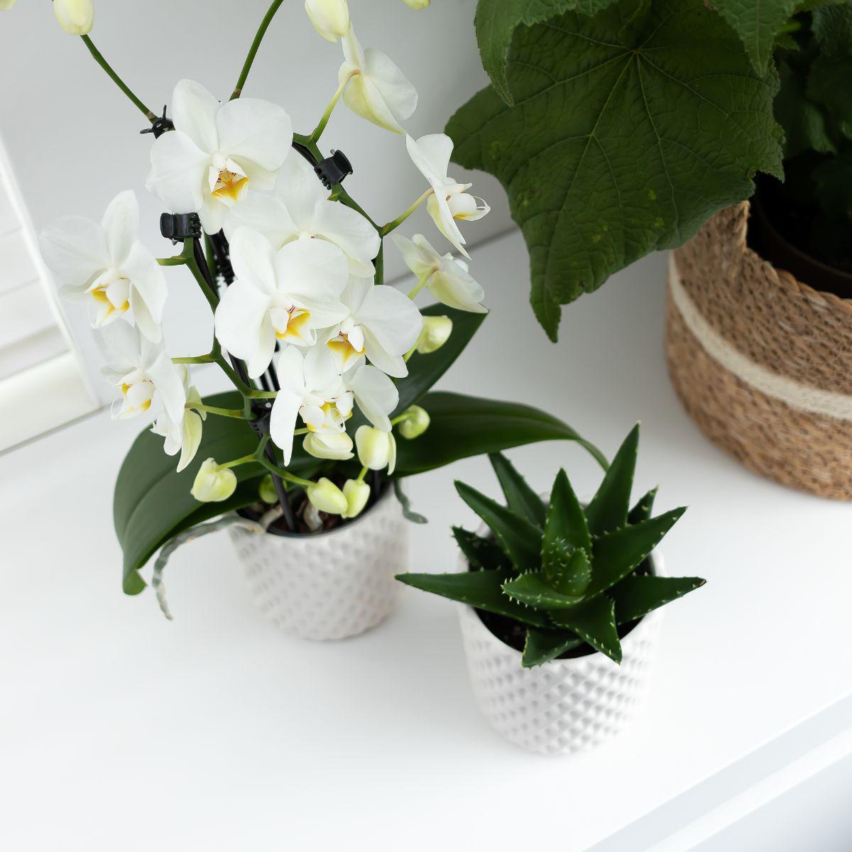 Orchidee | Witte Phalaenopsis orchidee - Niagara Fall  - potmaat Ø12cm