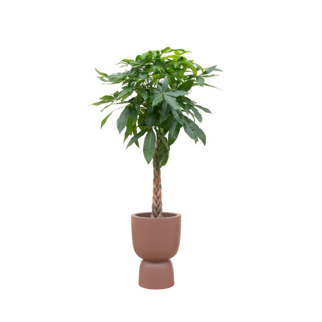 Combi Deal - Pachira Aquatica - 210 cm - in pot Elho Pure Coupe | Grote Kamerplant