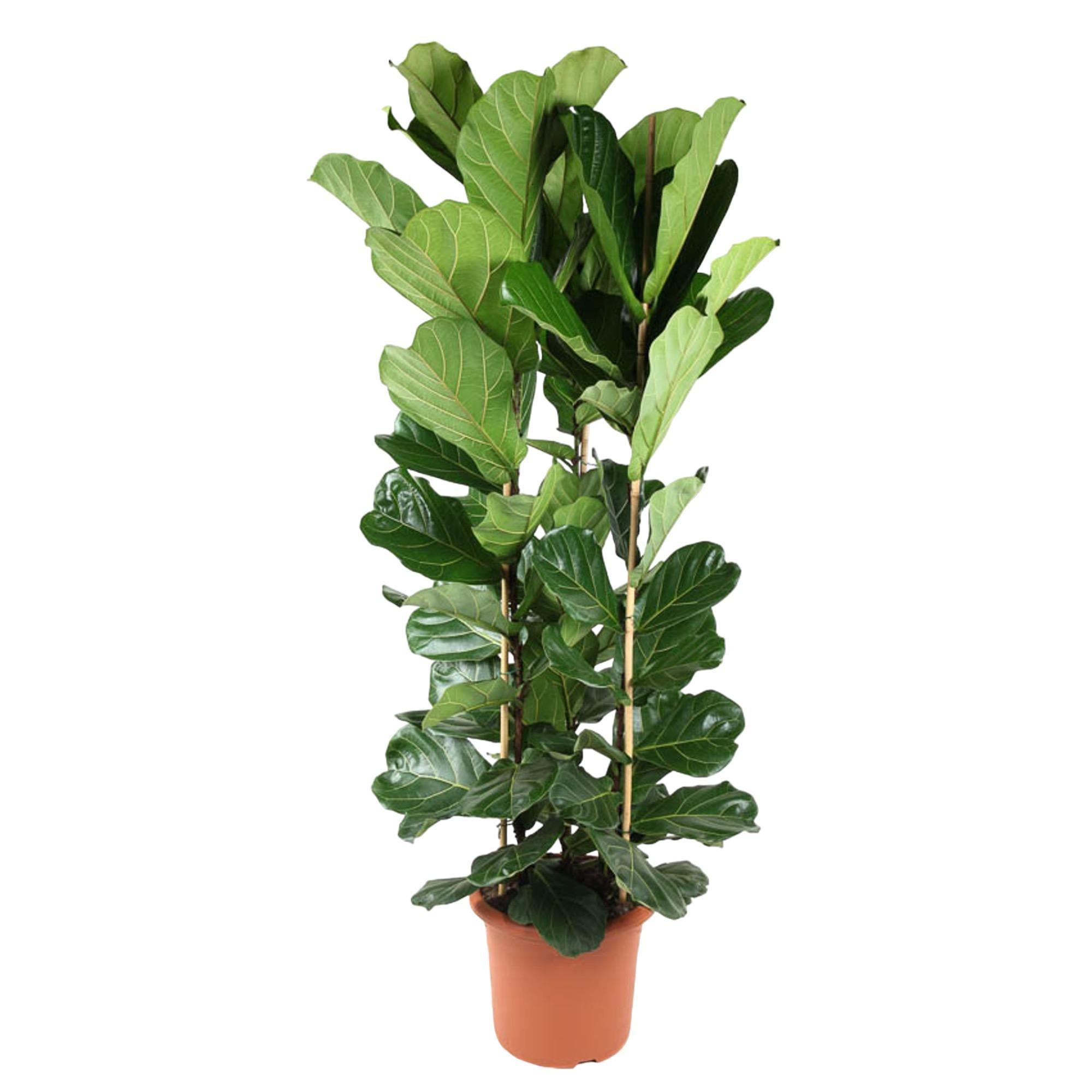 Ficus Lyrata struik - 240 cm - Vioolbladplant | Ficus - Grote Kamerplant