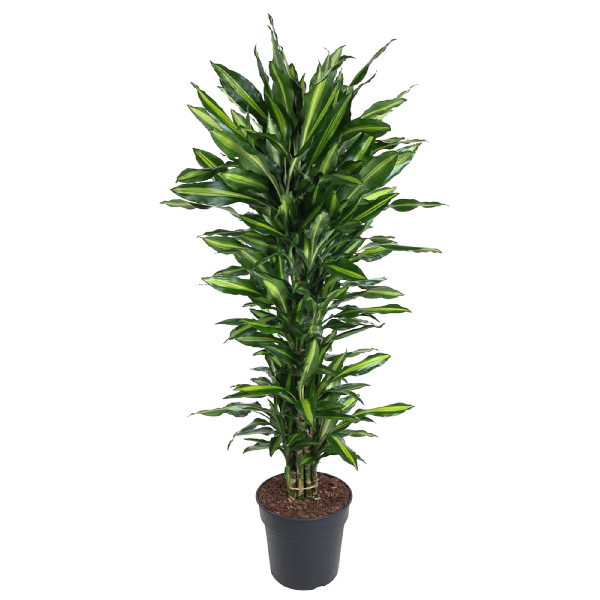 Dracaena Cintho vertakt - 150 cm - ø31 cm | Dracaena - Kamerplanten