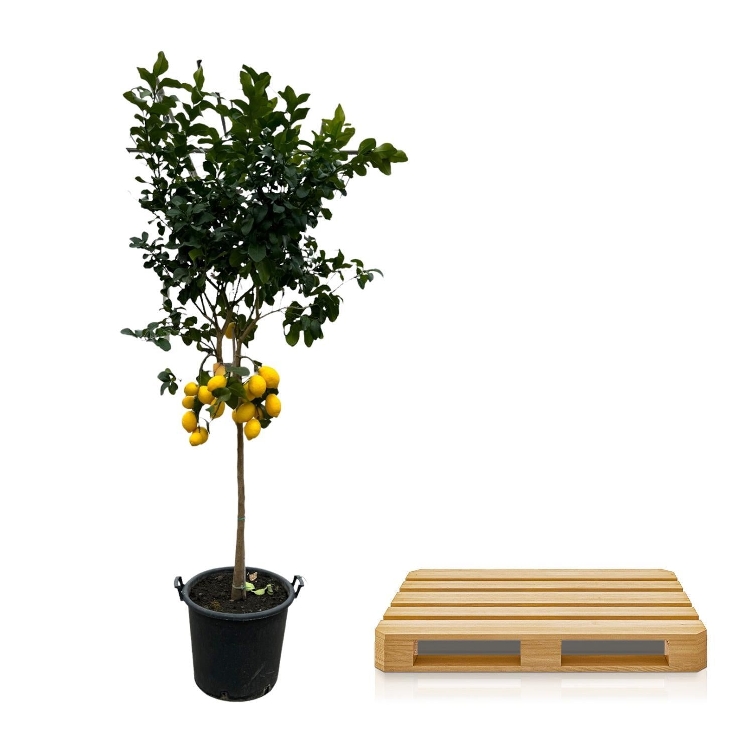 Citrus Lemon - Citroenboom - 260 cm - ø50 - Grote mediterrane boom