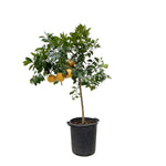 Citrus Pompelmo – 150 cm – ø40 cm – Exotische citrusplant voor binnen en buiten