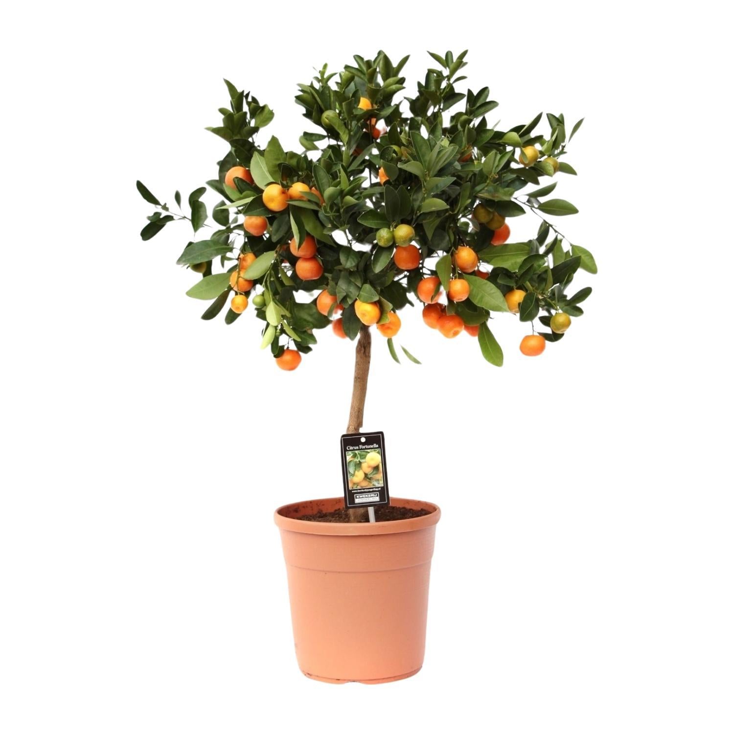 Citrus Calamondin - 80cm - Ø22cm - Bittere kamer-sinaasappel