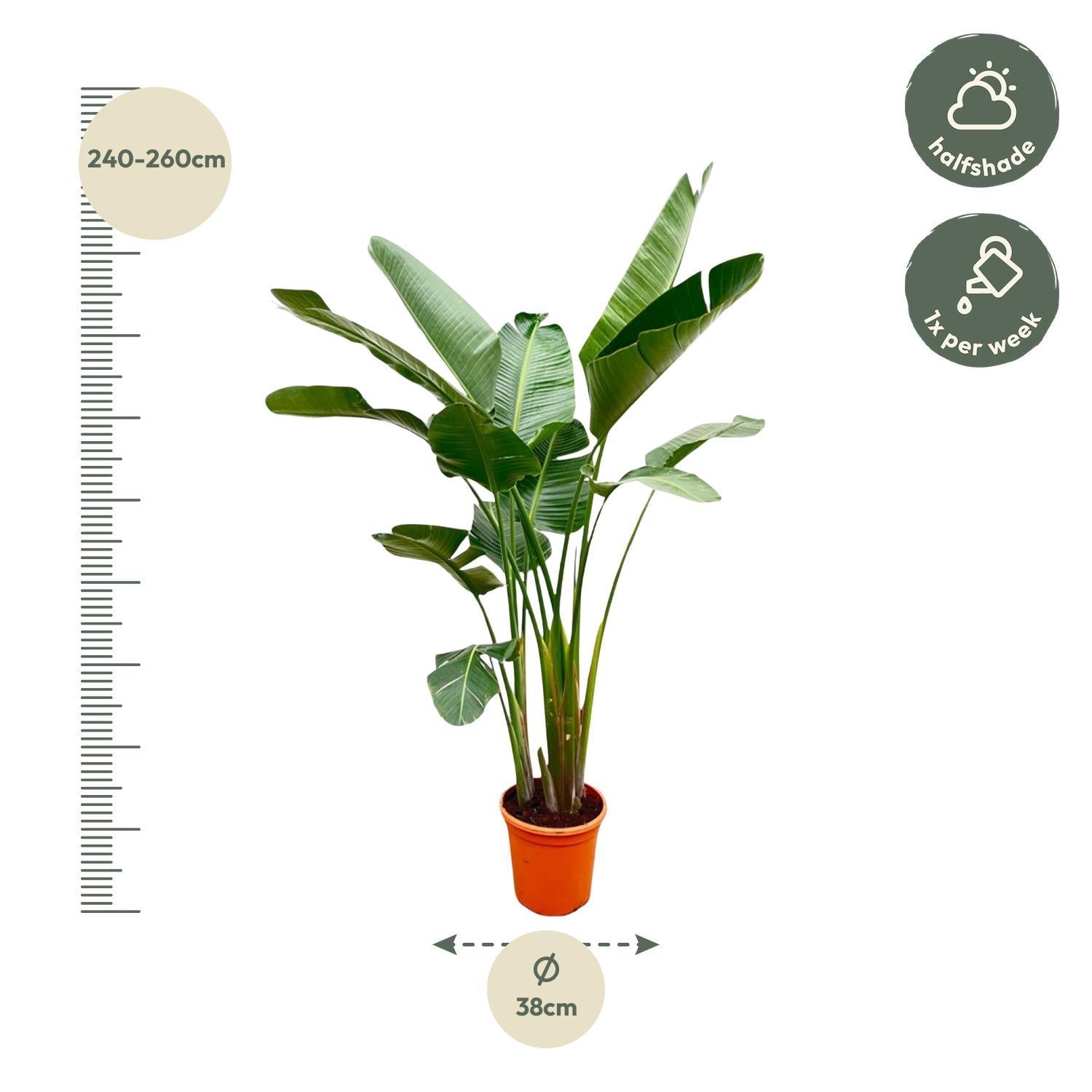 Strelitzia Augusta de Luxe XXL - 250 cm  - ⌀38 cm | Paradijsvogelbloem