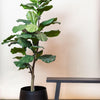 Ficus Lyrata - kunstplant - Tabaksplant - 125 cm - Ideale interieurdecoratie