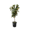 Citrus Calamondin - Bittere kamer-Sinaasappel - 200 cm - ø40