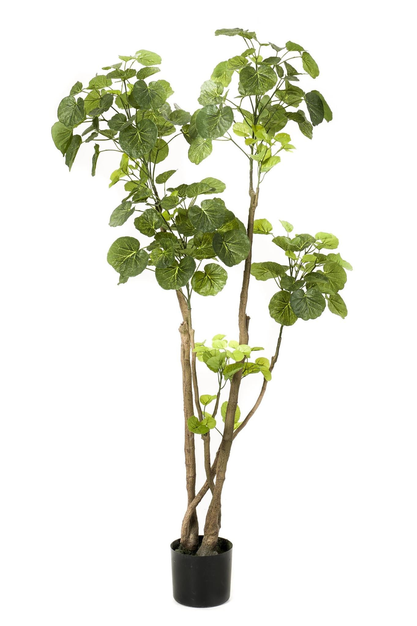 Kunstplant Polyscias - Aralia - 140 cm - Een prachtige kunstplant vol leven