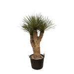 Yucca Rostrata Hidra - 200 cm - ø60 met 3 Stammen