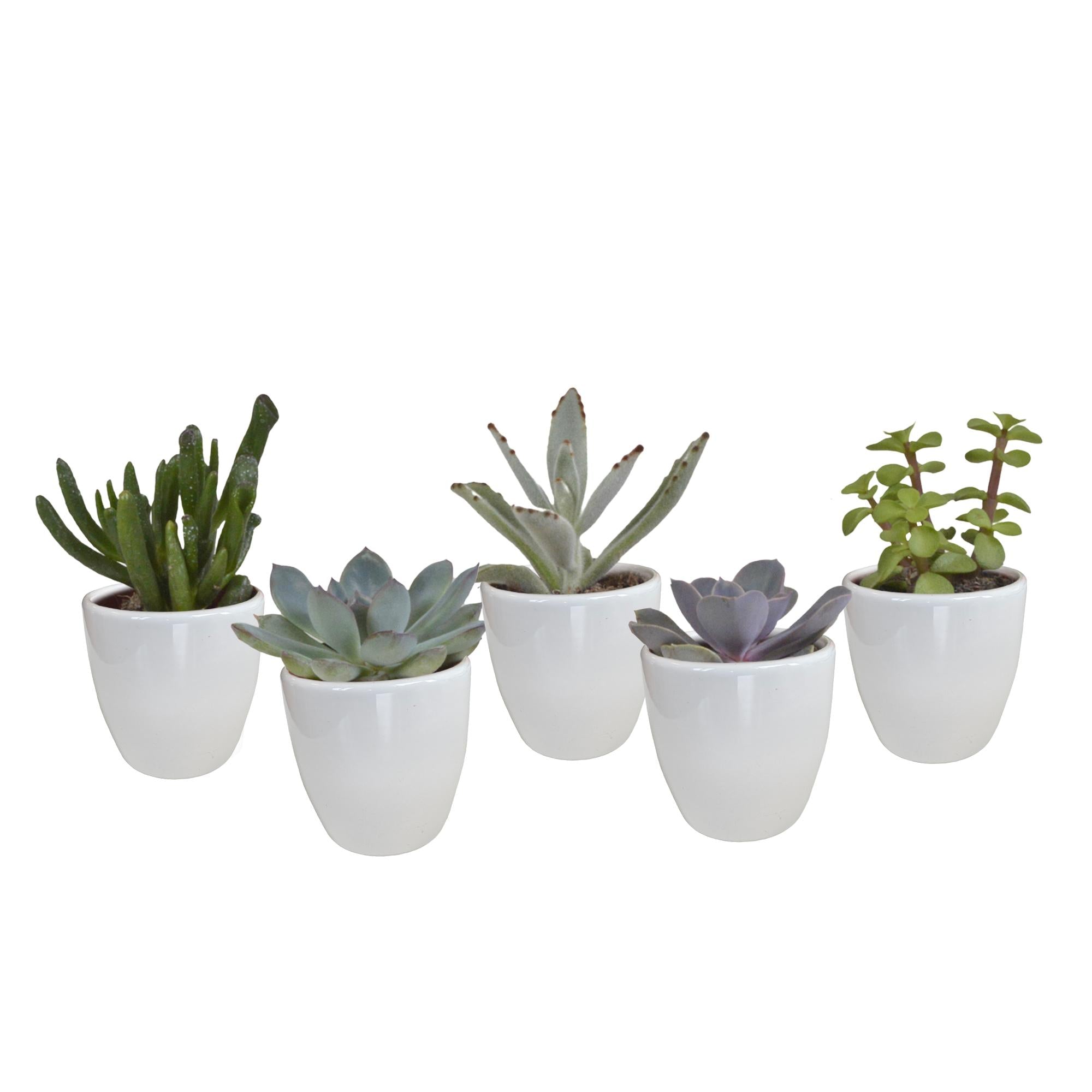 Vetplanten mix - 5x - 8 cm - Ø6 cm - in Witte Potjes | Succulent