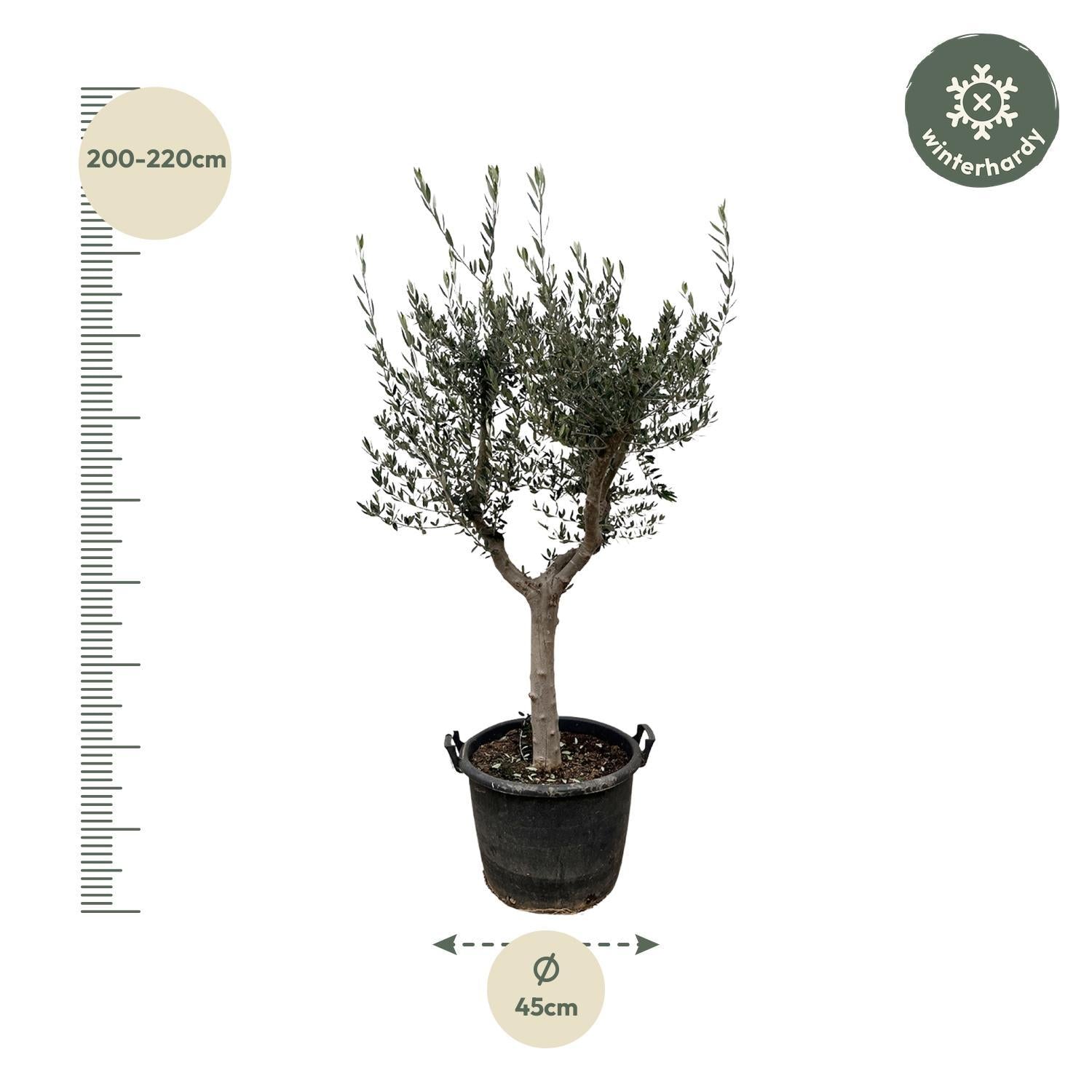 Olea Europaea Cultivo - 200cm- Ø45 - Een mediterrane aanwinst