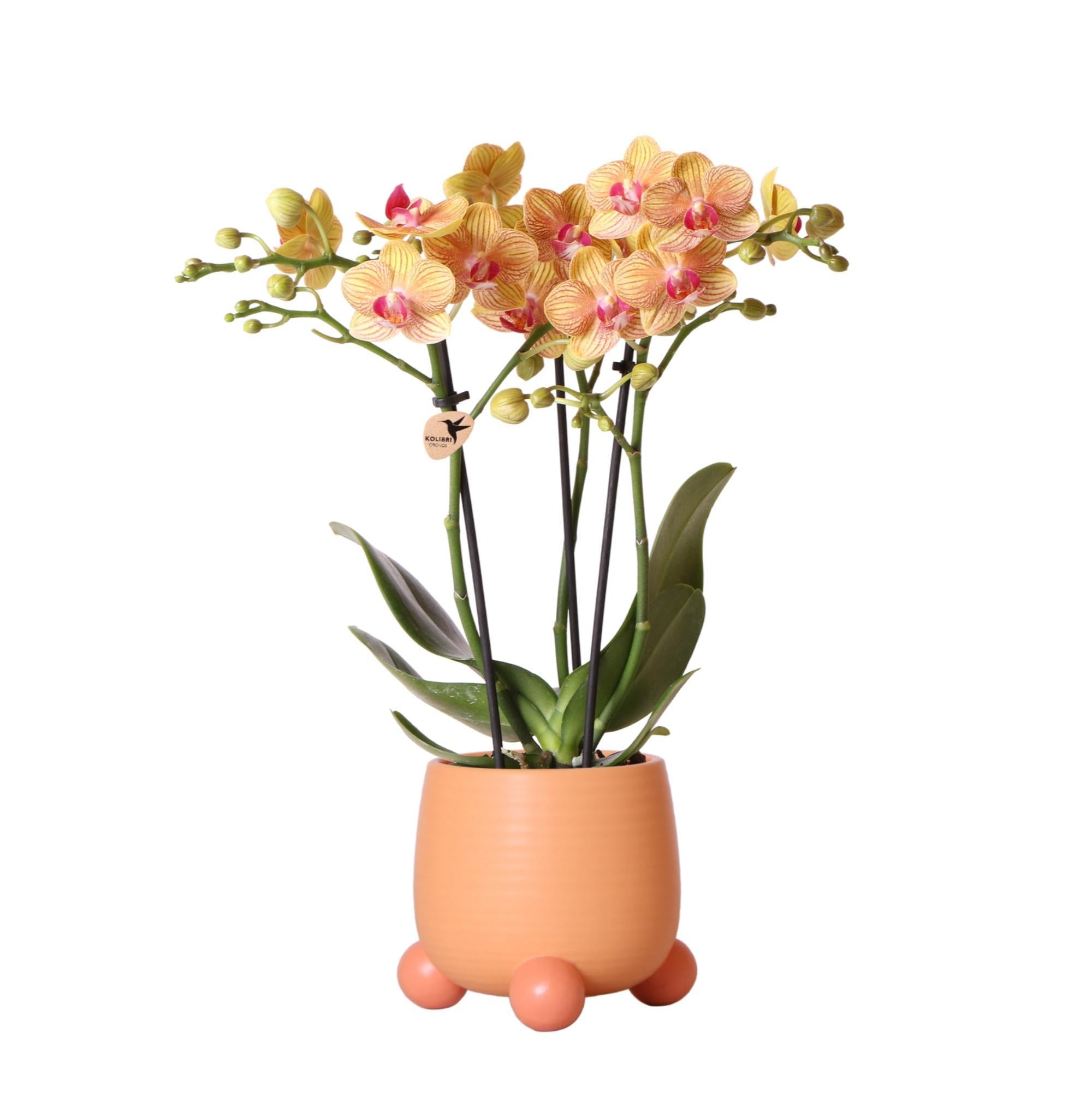 Orchidee | Oranje Phalaenopsis orchidee – Jamaica + Rolling sierpot peach – potmaat Ø9cm