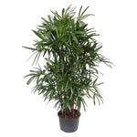 Rhapis Excelsa – Bamboe Palm – Grote kamerplant – 240 cm – ø44 cm