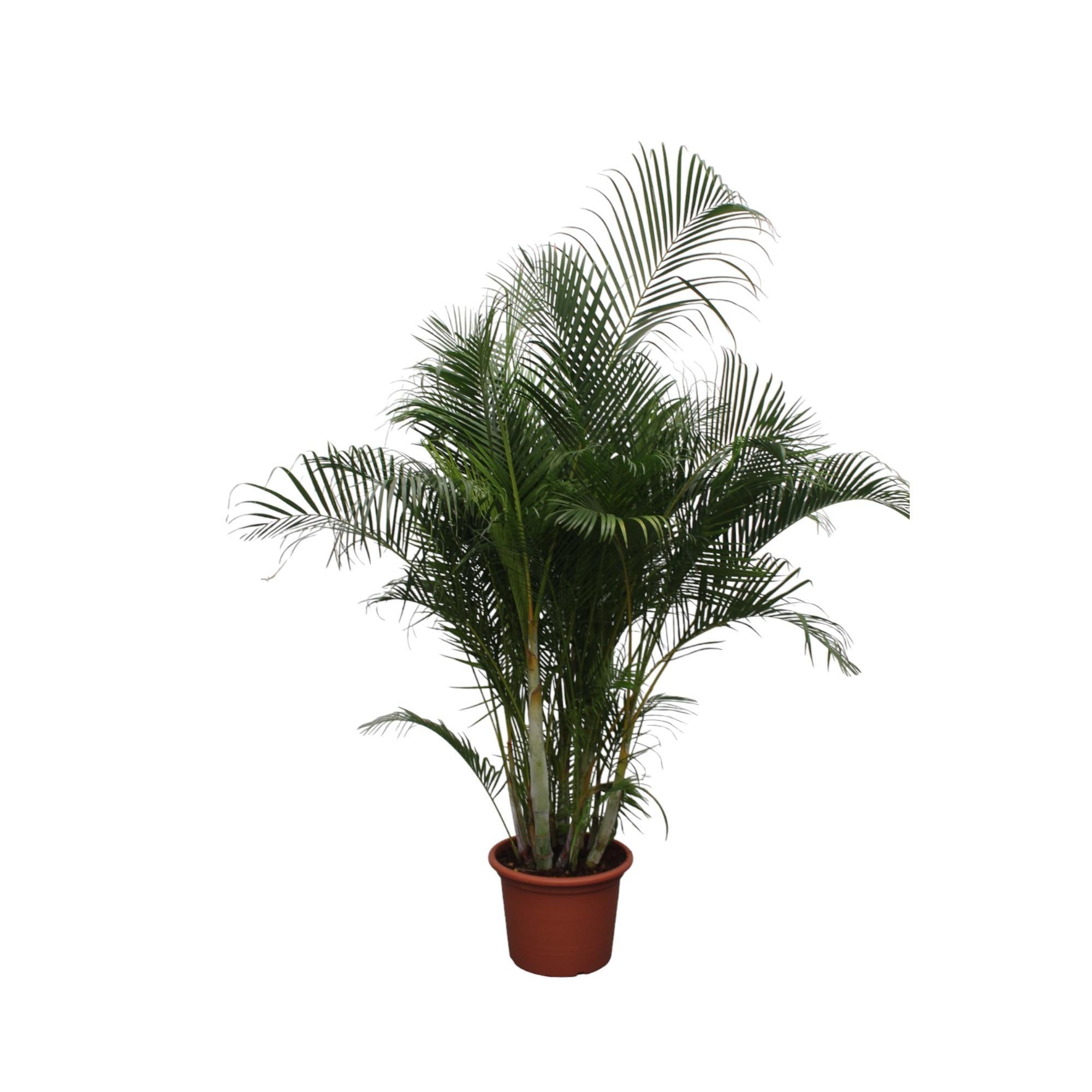 Dypsis Lutescens (Areca Palm) - 280 cm | Grote Kamerplant - Goudpalm