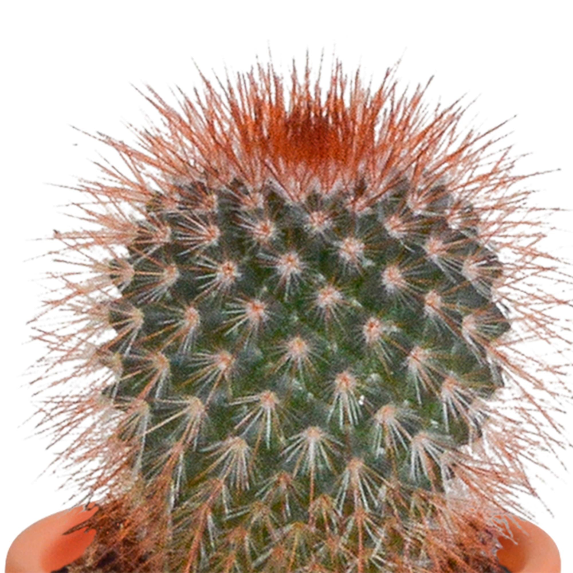 Cactus en Vetplanten Mix 5.5 cm | 15 Stuks (zonder pot)