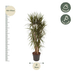 Dracaena Marginata vertakt - 140 cm of 160 cm - ø34 cm | Dracaena - Kamerplanten