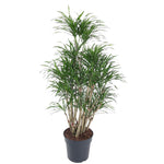 Dracaena Anita vertakt - 140 cm - Ø31 cm | Dracaena - Anita Dragon Tree