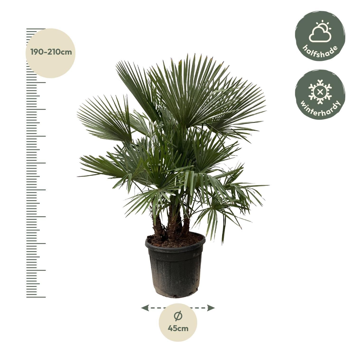 Trachycarpus Fortunei multi stam - 200 cm - Ø45 cm | Palm