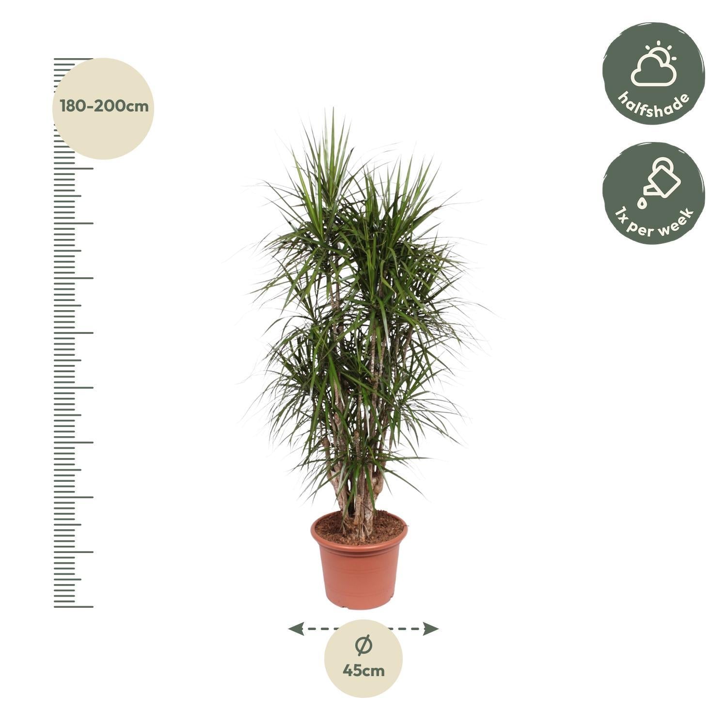 Dracaena Marginata Vertakt - 190 cm | Dracaena - Grote Kamerplanten