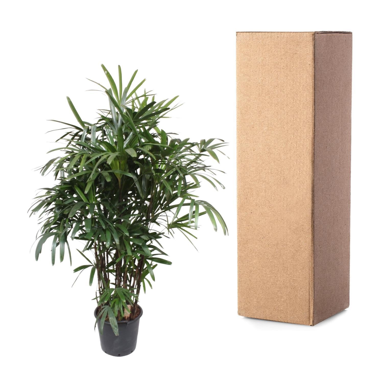 Rhapis Excelsa – Bamboe Palm – Grote kamerplant – 230 cm – ø40 cm