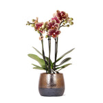 Orchidee | geel rode Phalaenopsis orchidee – Spain + Elite sierpot copper – potmaat Ø9cm