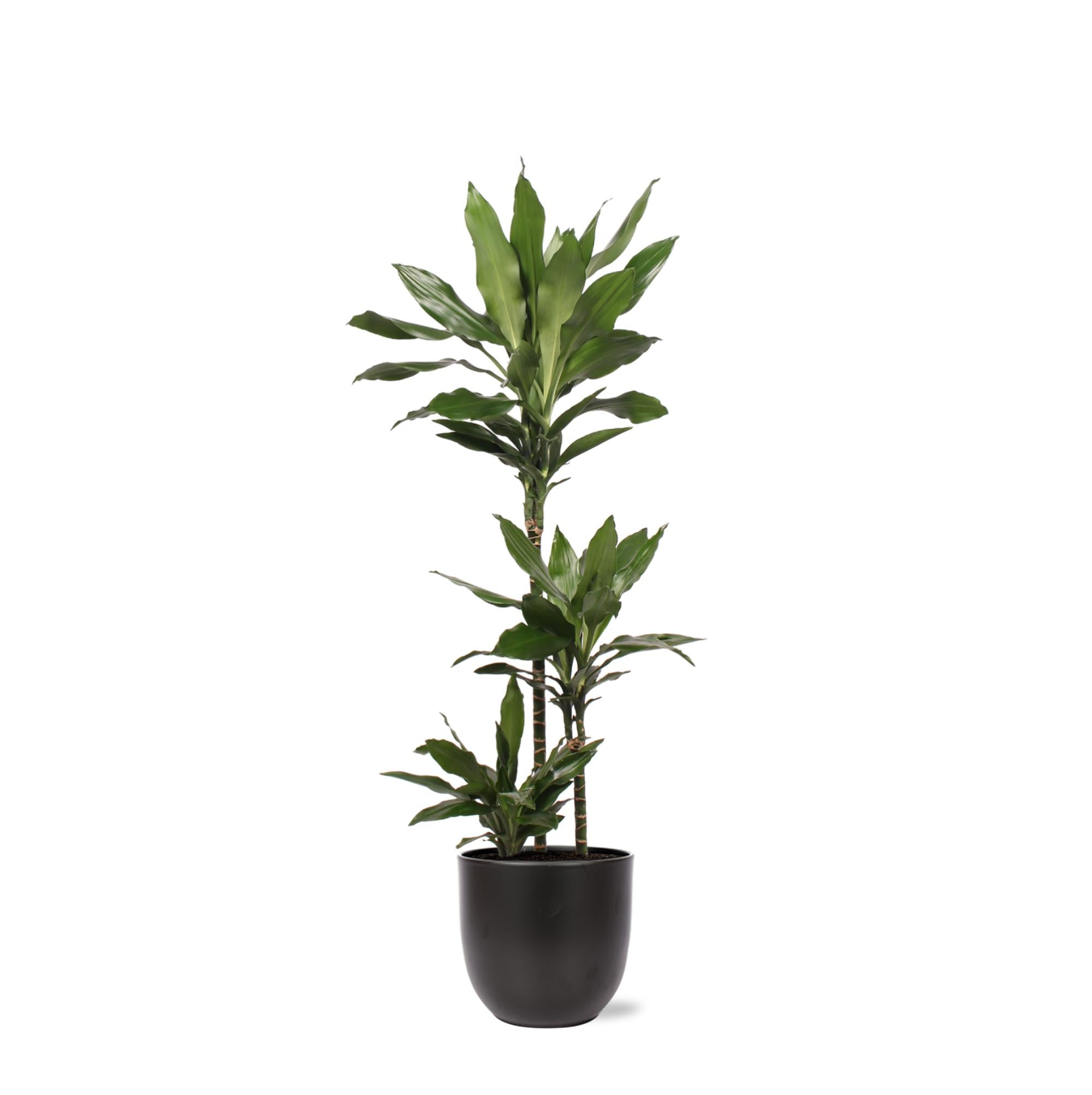 Dracaena Janet Lind - 120cm - Ø24cm - in Boule pot | Dracaena - Kamerplanten