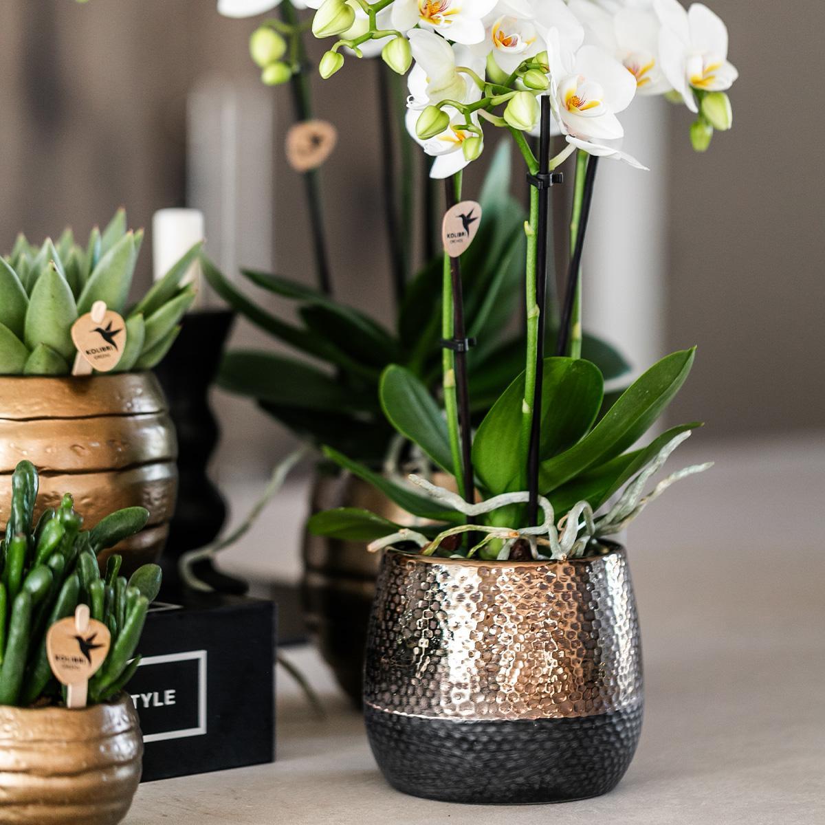 Orchidee | geel rode Phalaenopsis orchidee – Spain + Elite sierpot copper – potmaat Ø9cm