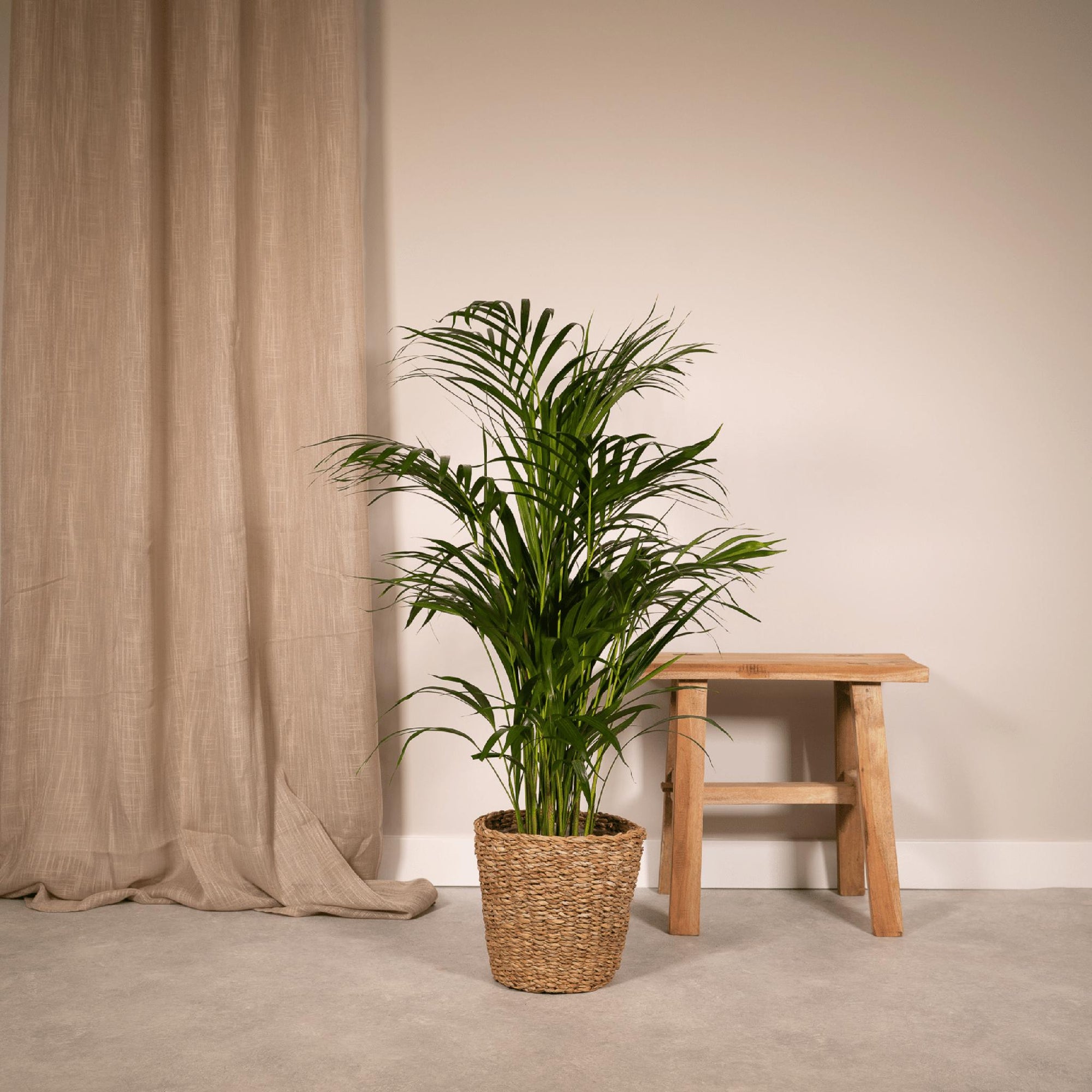 Areca palm - 85 cm - Ø19 cm | Kamerplant