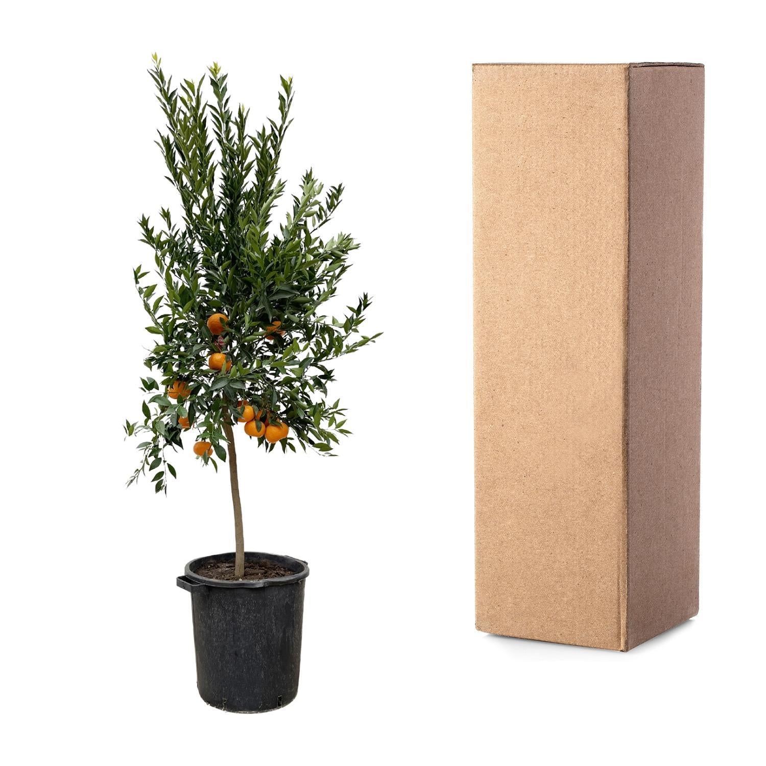 Citrus Mandarino – 200 cm - ø40 cm - Mandarijnboom kopen