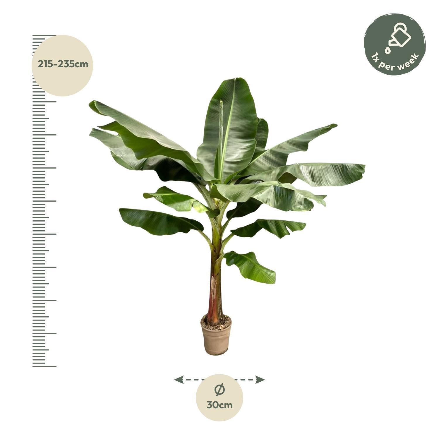 Bananenplant (Musa) – 200 en 225 cm | Grote kamerplant