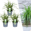 3 x Carex morrowi 'Ice Dance' - Ø 14 cm - ↨ 25 cm