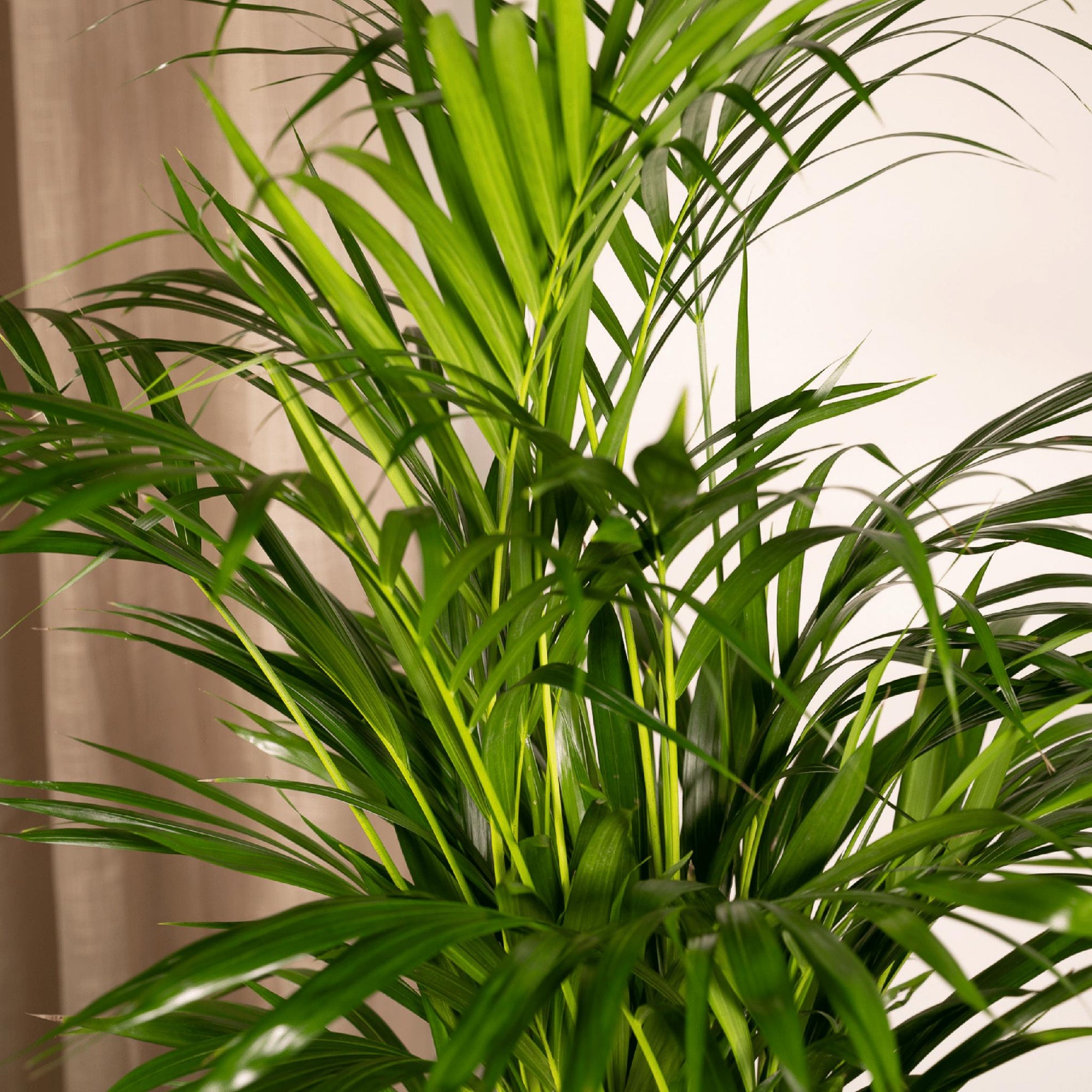 Areca palm - 85 cm - Ø19 cm | Kamerplant