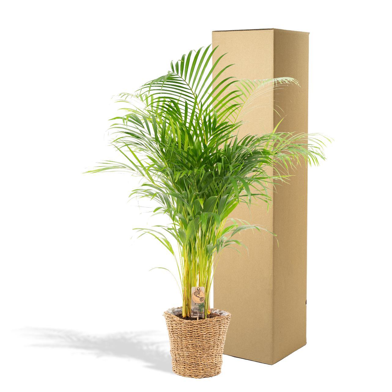 Areca palm inclusief mand - 130cm - Ø24cm | Grote kamerplant