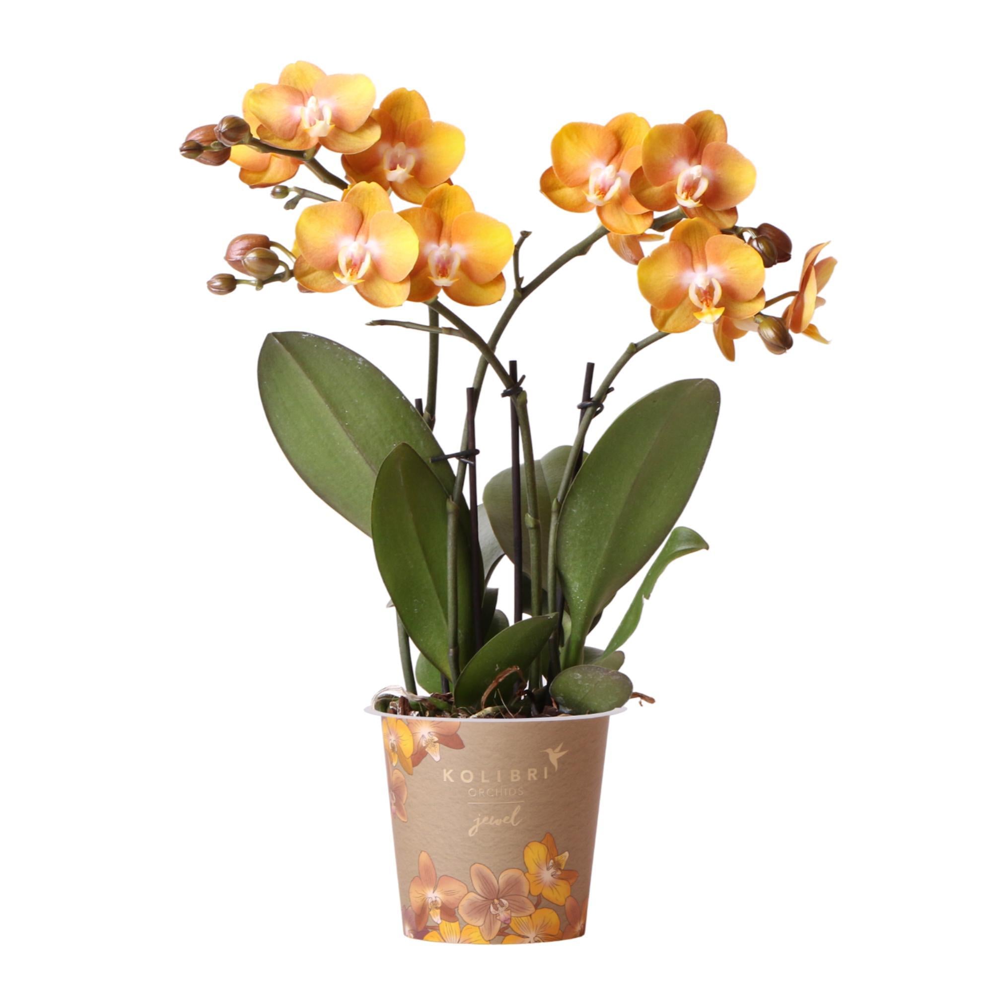 Orchidee | Oranje gouden Phalaenopsis orchidee - Jewel Las Vegas - potmaat Ø12cm