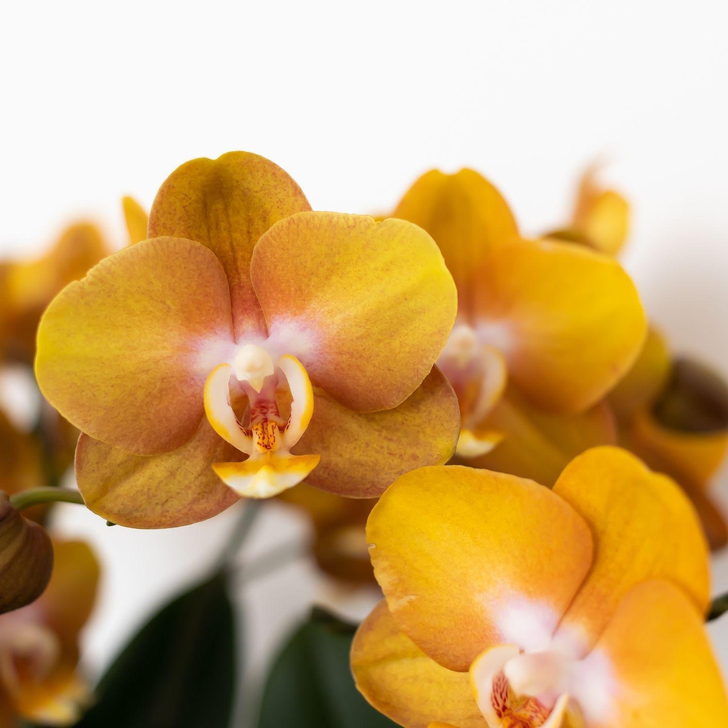 Orchidee | Oranje gouden Phalaenopsis orchidee - Jewel Las Vegas - potmaat Ø12cm