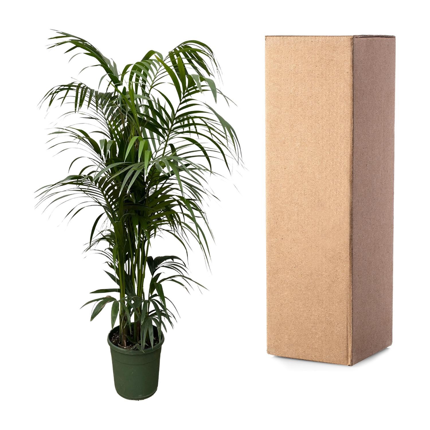 Kentia Palm - 230 cm - ø38 cm - Grote kamerplant