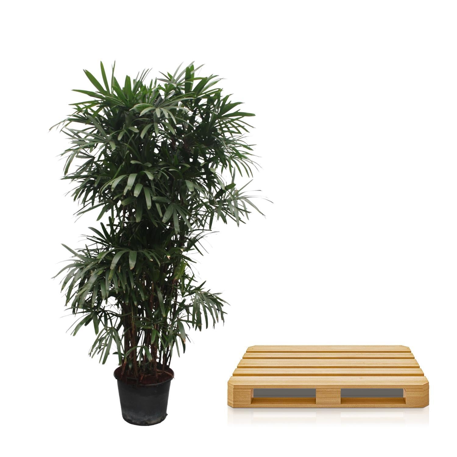 Rhapis Excelsa – Bamboe Palm – Grote kamerplant – 260 cm – ø50 cm