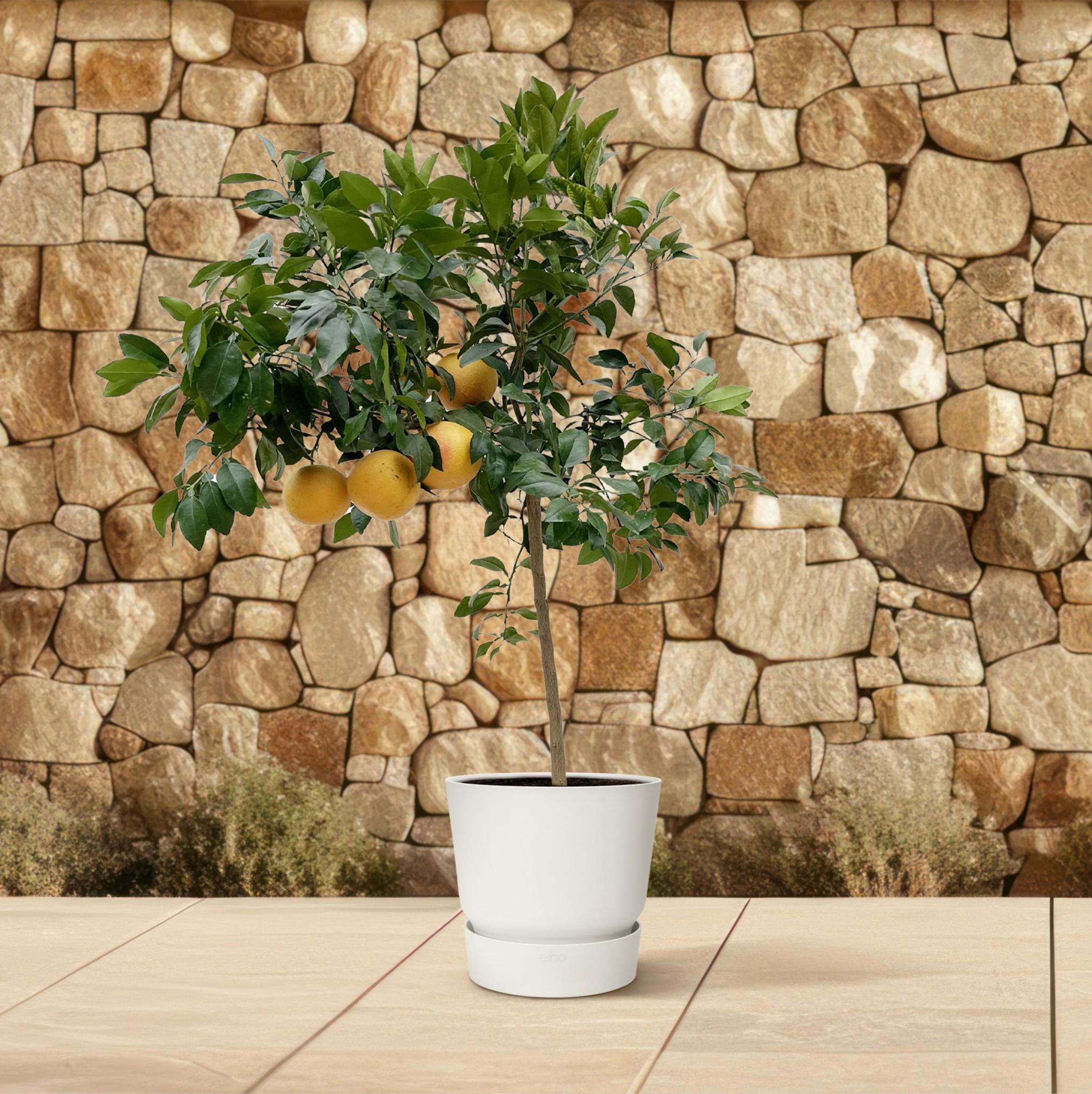 Citrus Pompelmo – 150 cm – ø40 cm – Exotische citrusplant voor binnen en buiten