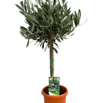 Olea Europaea "Op Stam" - 60cm - Ø15cm - Compacte Olijfboom voor Binnen en Buiten